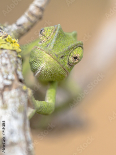 Frontal view African chameleon on stick