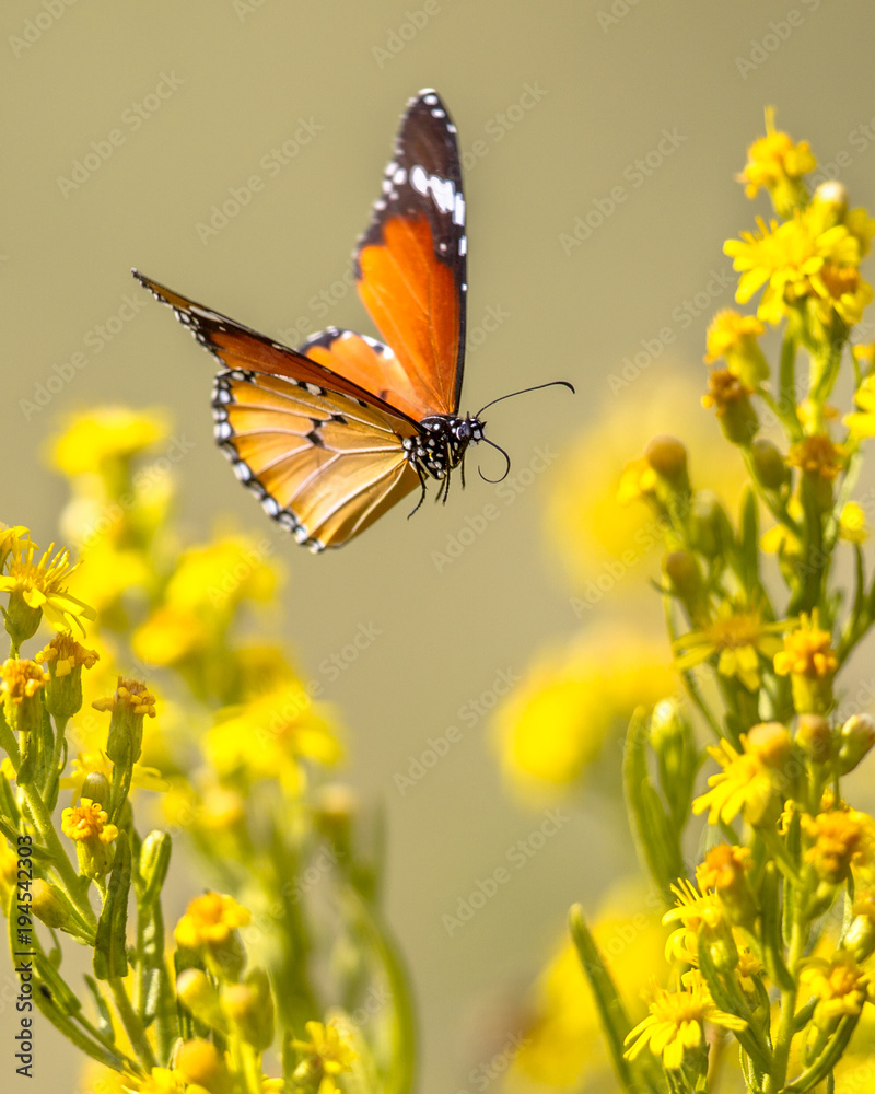 Naklejka premium Latający motyl Zwykły tygrys między kwiatami