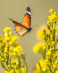 Poster Vlinder Plain tiger vlinder tussen bloemen  © creativenature.nl