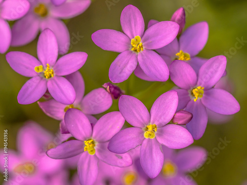 Fototapeta Naklejka Na Ścianę i Meble -  Centaurium flowers