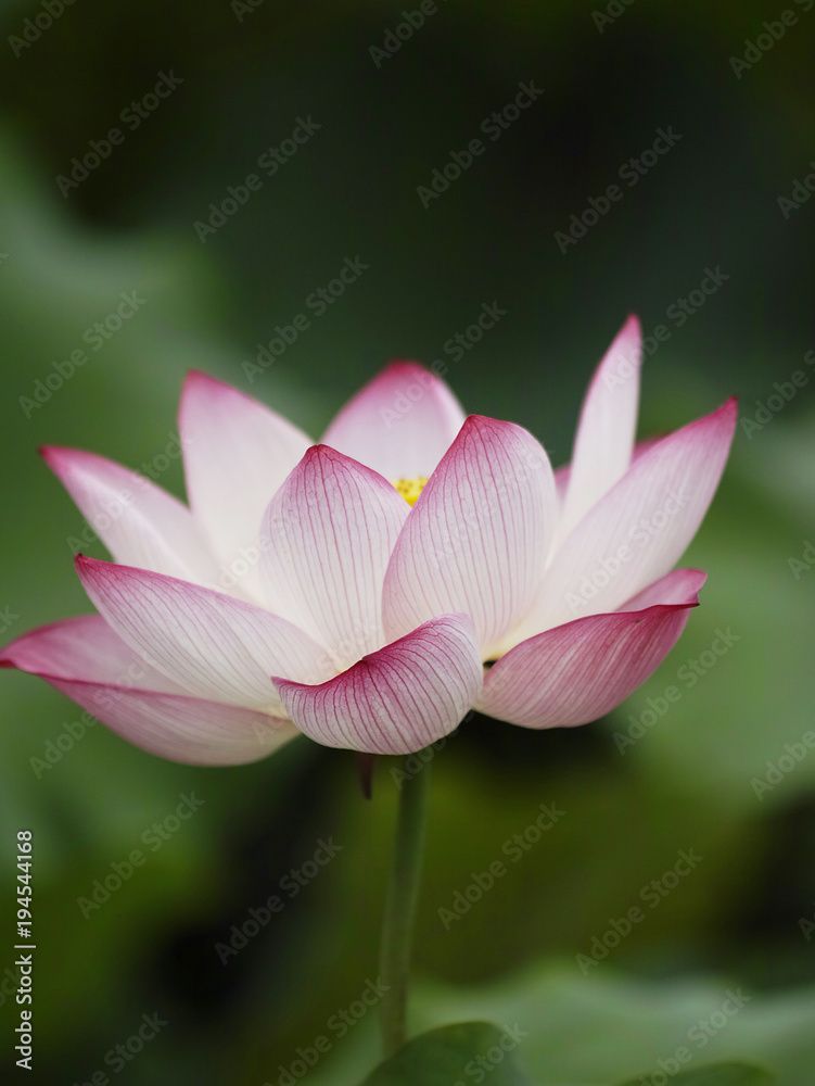 Pond closeup in lotus