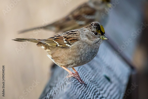 Golden-crowned sparrow at Steigerwald Wildlife Refuge. photo