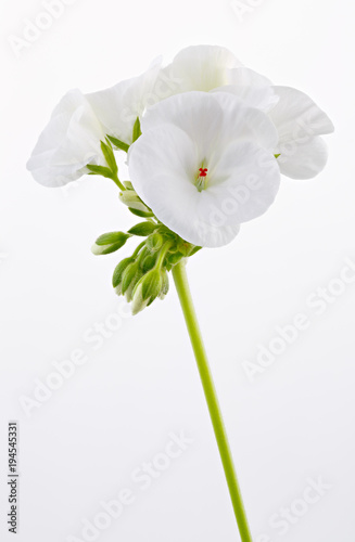 Fototapeta Naklejka Na Ścianę i Meble -  Isolated on white background home flower. Pelargonium, the family of geranium.