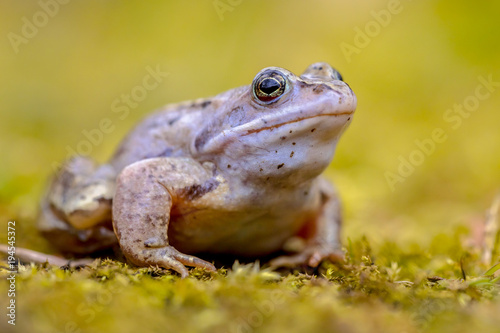 Blue Moor frog looking in camera © creativenature.nl
