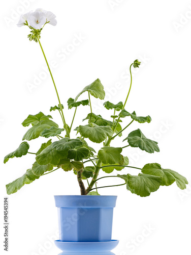 Fototapeta Naklejka Na Ścianę i Meble -  Isolated on white background a home flower in a bowl. Pelargonium, the family of geranium.