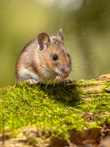 Wood Mouse on mossy log green background photo