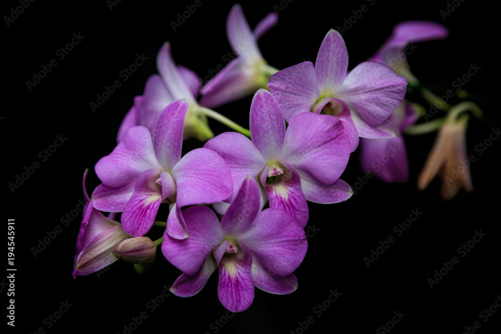 Branch pink, purple, red, white and yellow orchid with dark background, light on Orchid Branch pink, purple, red, white and yellow orchid with dark background, light on Orchid