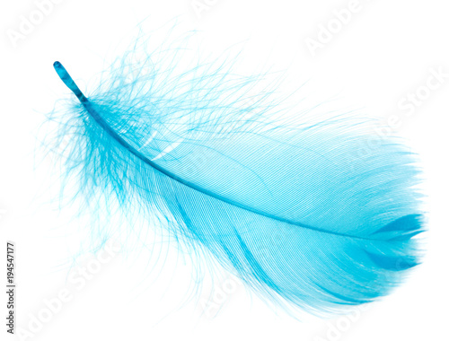 Beautiful blue feather on white background © schankz
