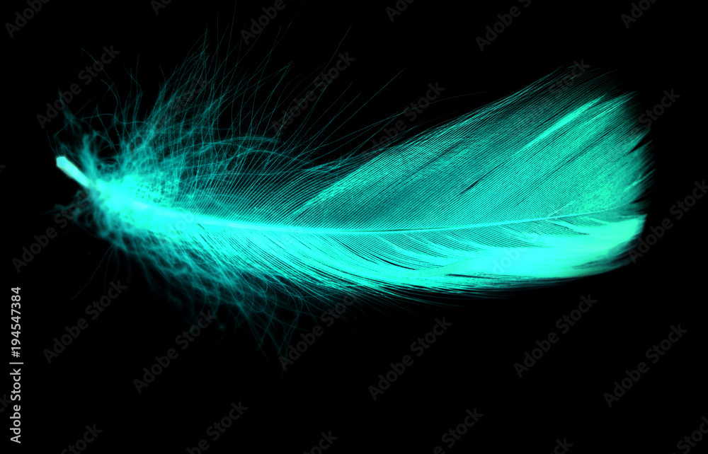 Obraz premium Blue feather on a black background