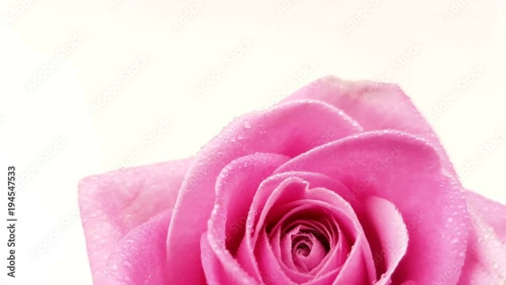 Pink rose with water drops rotating on white background. Loop footage. Pink rose with water drops rotating on white background. Loop footage.