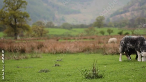 British countryside with animals