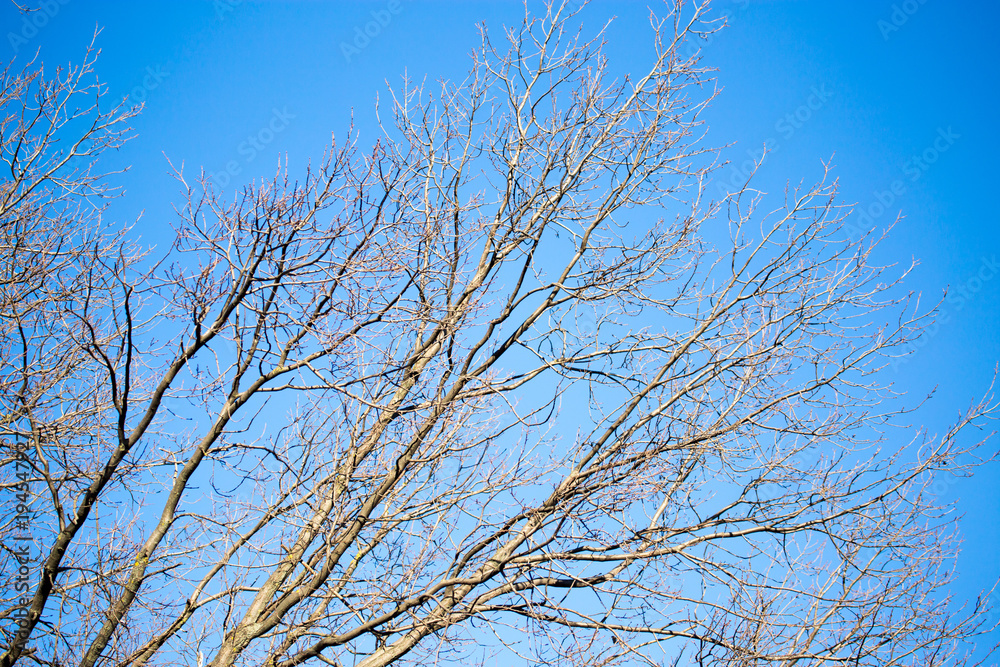 Naked birch branches against the blue sky Naked birch branches against the blue sky
