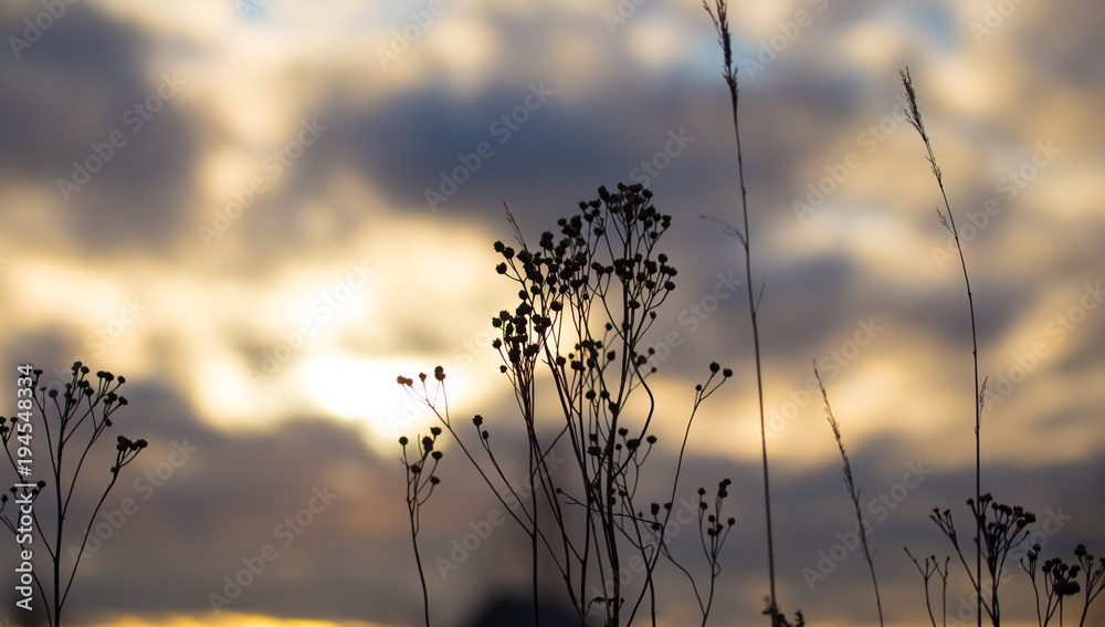 Fototapeta premium Dry grass of a tree in the rays of sunset