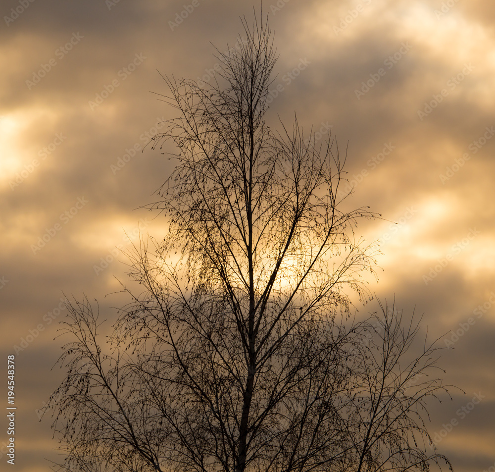 Bare tree branches in the rays of the sunset Bare tree branches in the rays of the sunset