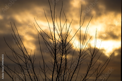Bare tree branches in the rays of the sunset