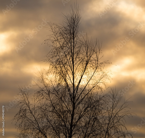 Bare tree branches in the rays of the sunset