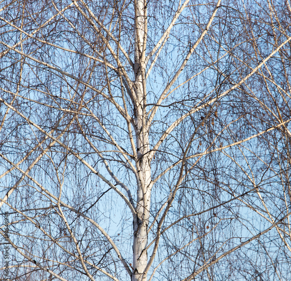 Naked birch branches against the blue sky Naked birch branches against the blue sky