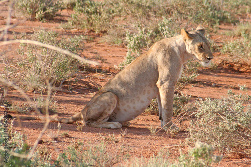 junger Löwe in der Savanne, Masai Mara, Kenia © Robirensi
