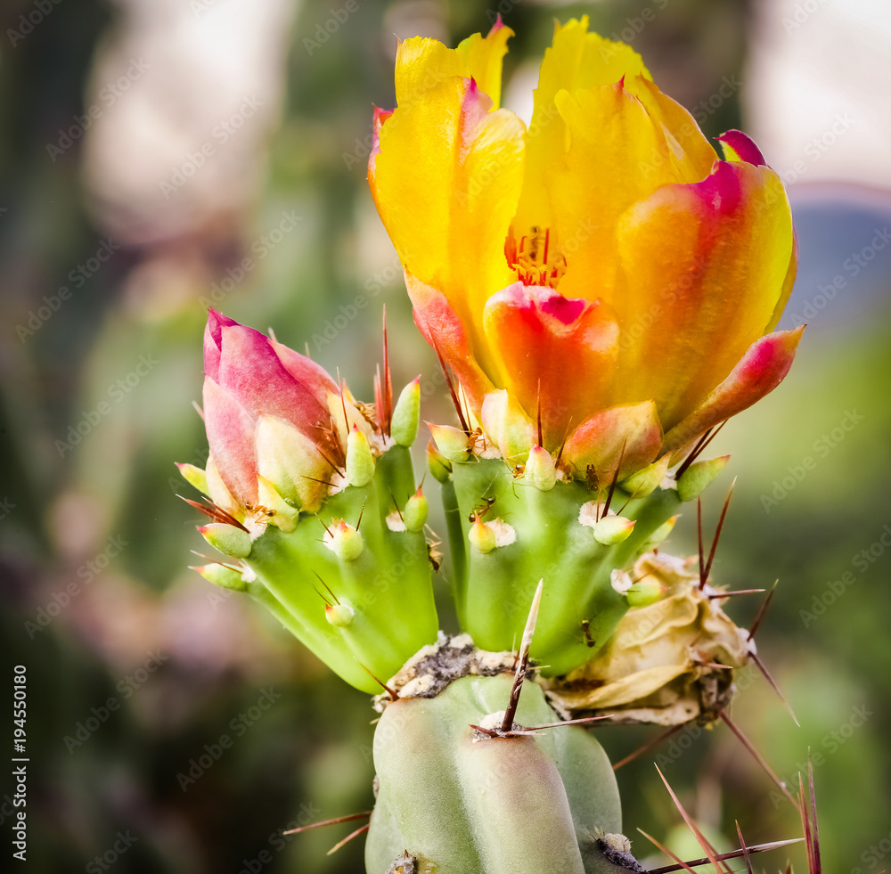 Φωτογραφία close ups of desert flora colorful cactus that flower in the Arizona deserts and