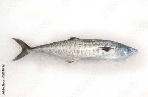 Atlantic bonito Palamida fish photo