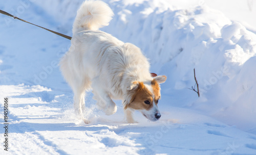 A dog walks in the snow in the winter