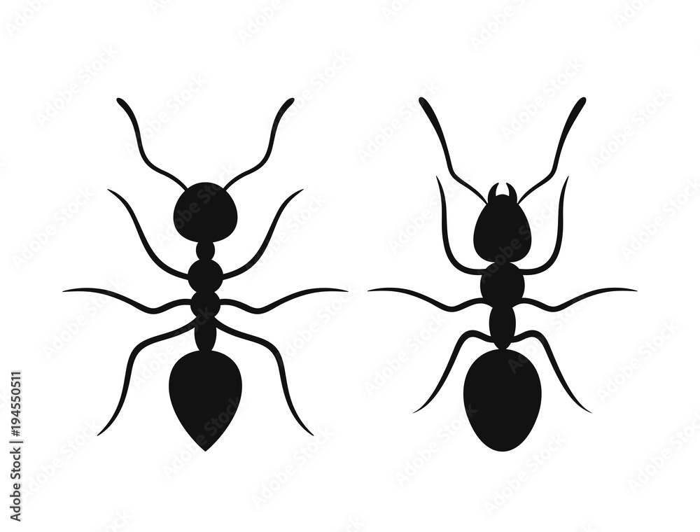 Ant silhouette. Isolated ants on white background Stock Vector | Adobe ...