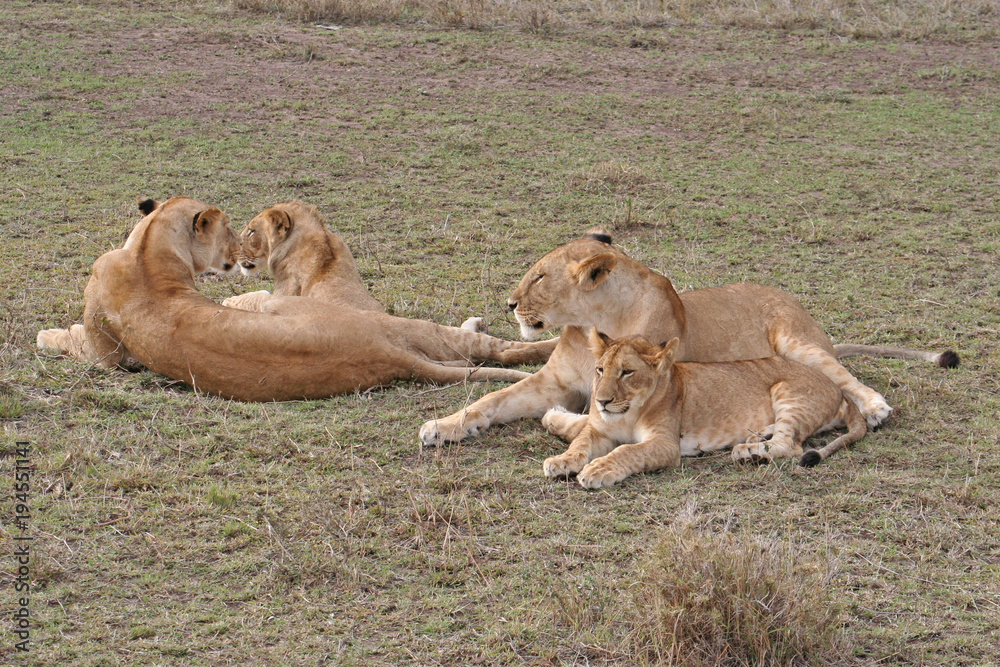 Fototapeta premium Löwenfamilie mit Jungtier in der Savanne, Masai Mara, Kenia
