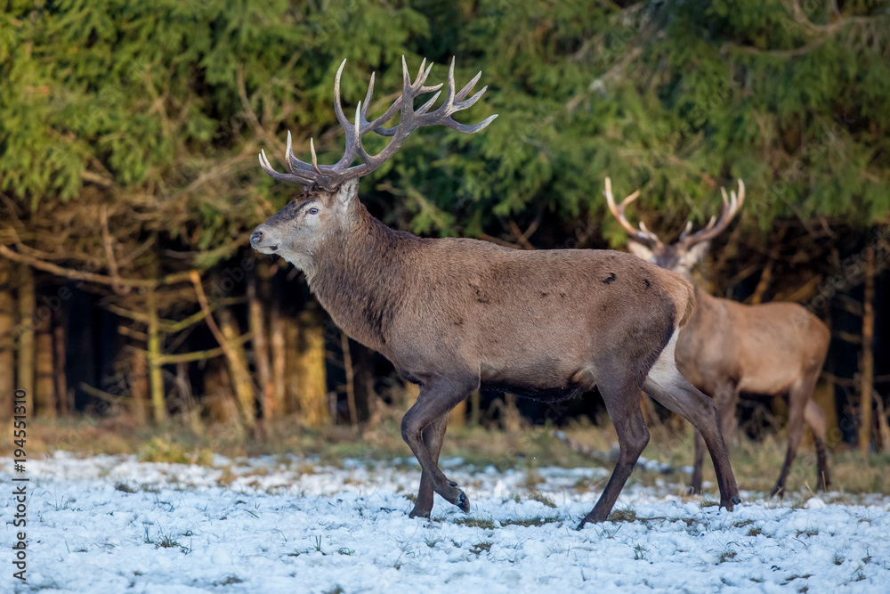 deer, animal, wildlife, mammal deer, animal, wildlife, mammal