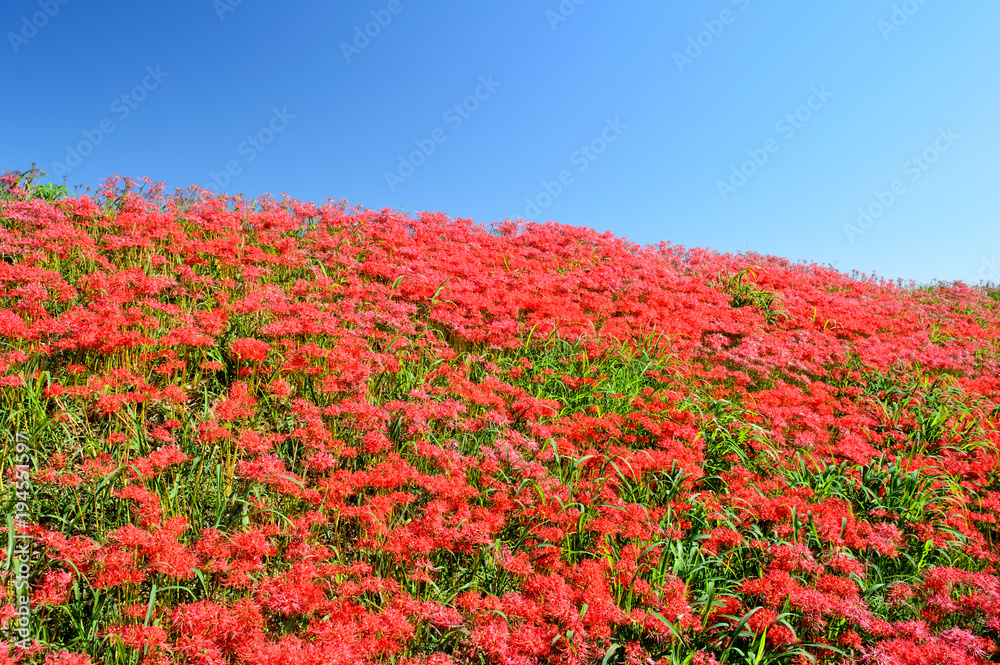 On the sunny day of autumn, the bank is covered with cluster amaryllis