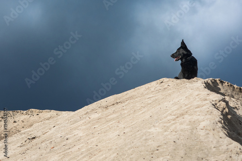 Czarny owczarek niemiecki, pies, siedzący na górze piasku na tle nieba