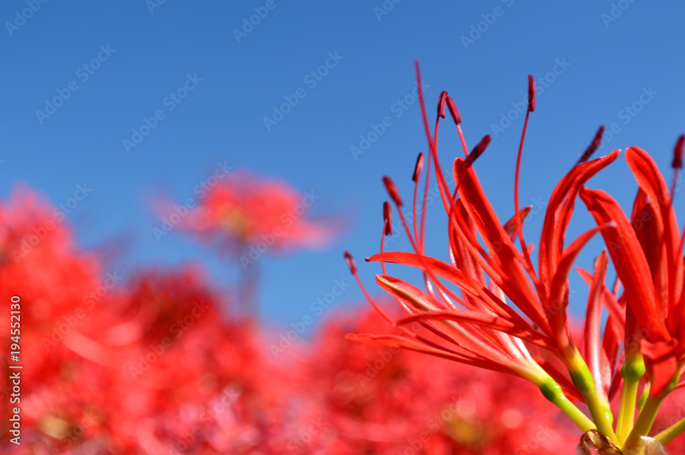 Amaryllis with the sky in the background