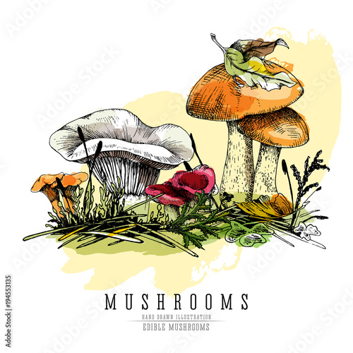 Forest mushrooms color vector sketch realistic illustration: orange-cap boletus, chanterelle, milky cap and russula with undergrowth elements.