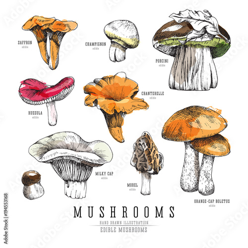 Forest types of mushrooms colorful collection, edible boletus in retro sketch vector style. All elements isolated, watercolor imitation.