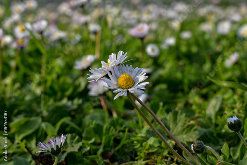 white daisies in a field ,flower background at early spring