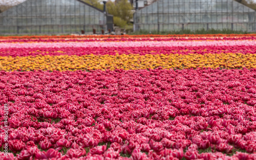 Tulip fields of the Bollenstreek, South Holland, Netherlands photo