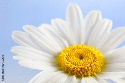 Oxeye daisy on blue background