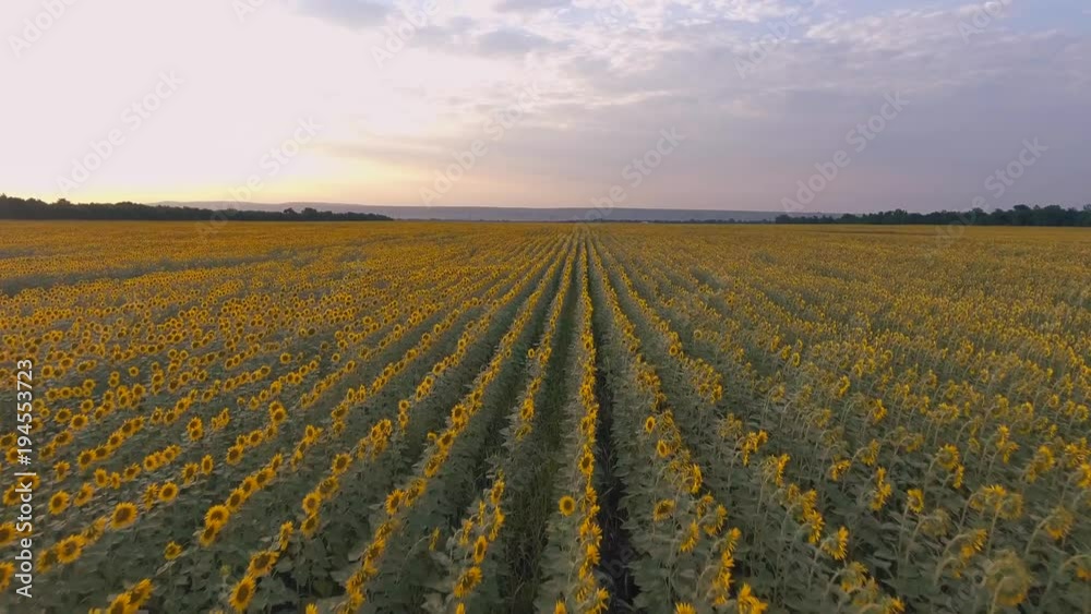 Golden sunset over a field of sunflowers. Agriculture Golden sunset over a field of sunflowers. Agriculture