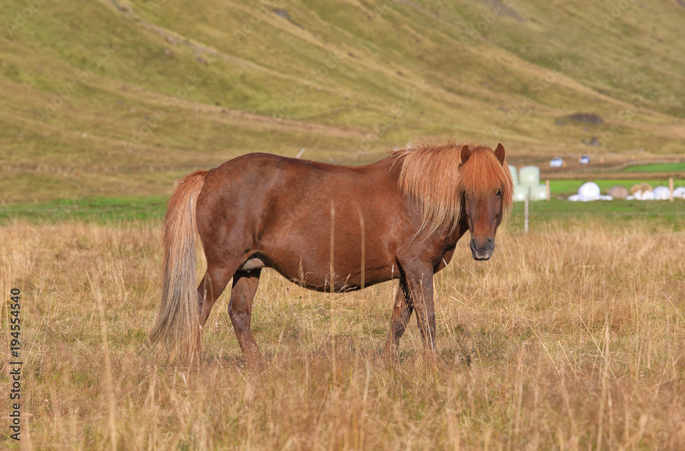 Pedigree Icelandic horse grazing in the field