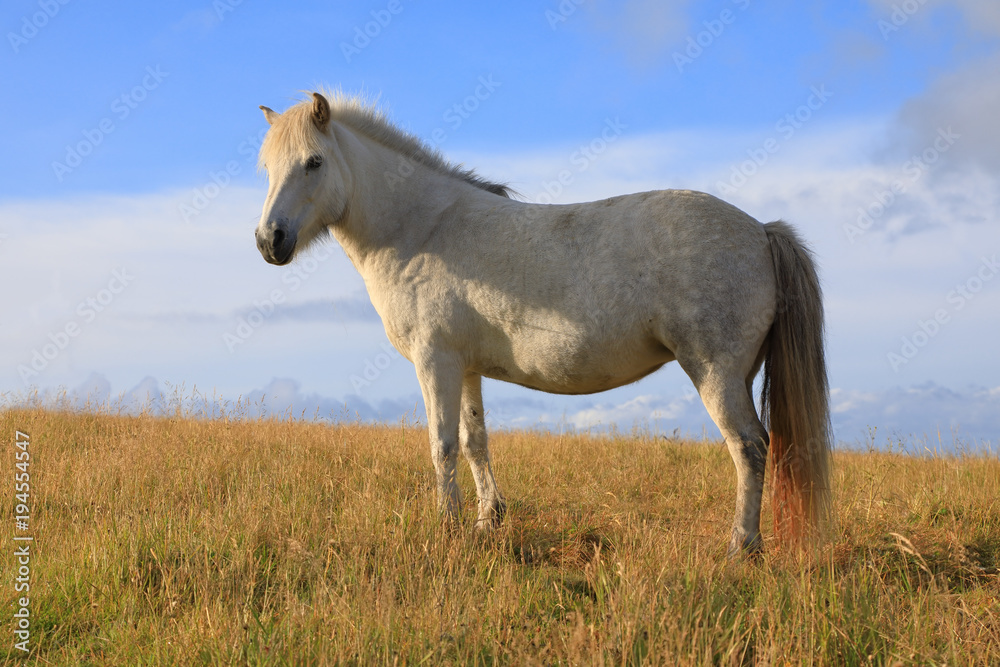 Icelandic horse on the background of blue sky Icelandic horse on the background of blue sky