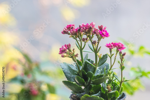 Colorful small flowers of Kalanchoe blossfeldiana