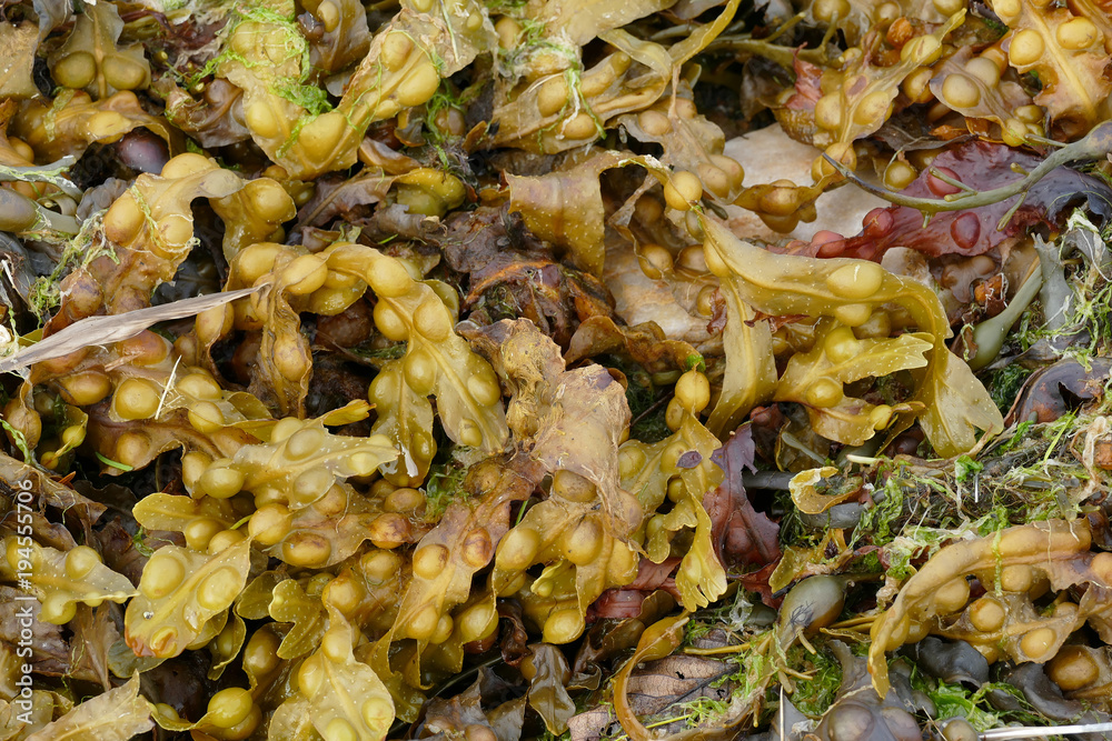 Fucus vesiculosus, bladder wrack or bladderwrack, is a seaweed found on the coasts of the North Sea Fucus vesiculosus, bladder wrack or bladderwrack, is a seaweed found on the coasts of the North Sea