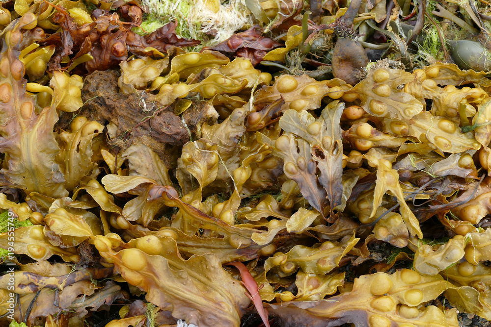 Fucus vesiculosus, bladder wrack or bladderwrack, is a seaweed found on the coasts of the North Sea Fucus vesiculosus, bladder wrack or bladderwrack, is a seaweed found on the coasts of the North Sea