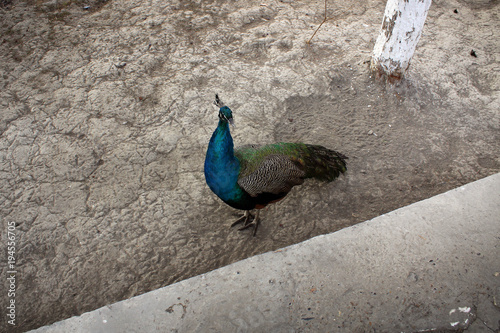 Peacock of Sitorai Mokhi-Khosa Palace in ancient Bukhara, Uzbekistan photo