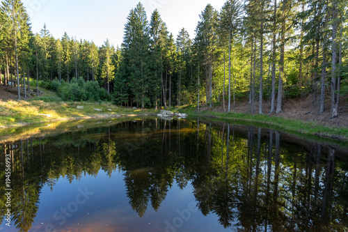 pond in the summer forest
