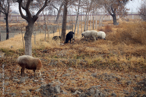 Sheep in garden of Sitorai Mokhi-Khosa Palace, Bukhara, Uzbekistan
