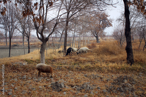 Sheep in garden of Sitorai Mokhi-Khosa Palace, Bukhara, Uzbekistan photo