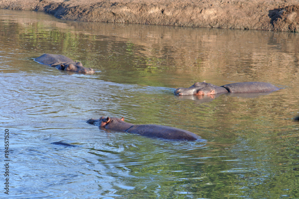 Fototapeta premium Flußpferde schwimmen in einem Fluß in Kenias Nationalpark
