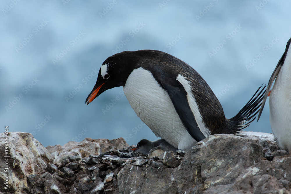 Fototapeta premium Gentoo penguin with chicks in nest