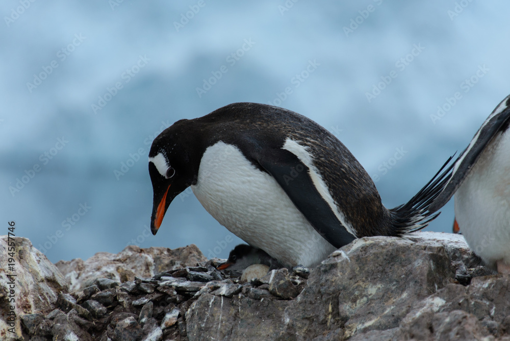 Fototapeta premium Gentoo penguin with chicks in nest