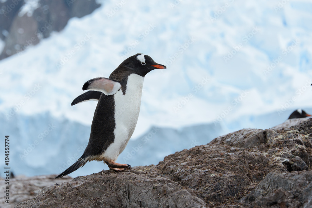 Naklejka premium Gentoo penguin on rock